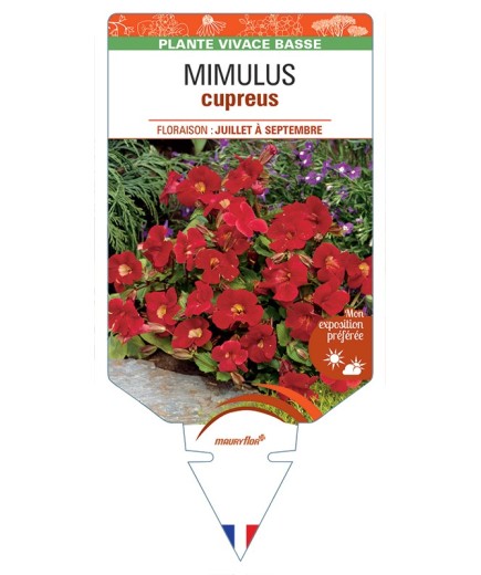 MIMULUS CUPREUS ROTER KAISER