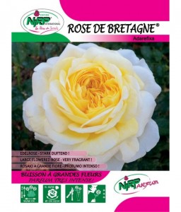 Rose de Bretagne® Adarefixa