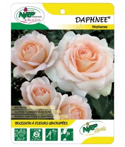 Daphnee® Nirpanee
