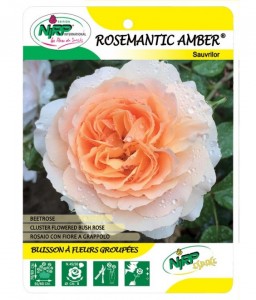 Rosemantic Amber® Sauvrilor