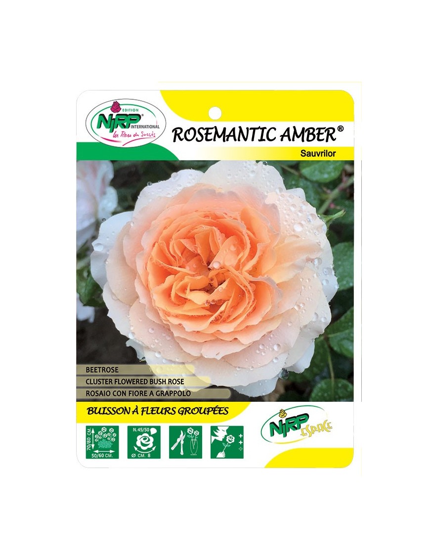 Rosemantic Amber® Sauvrilor