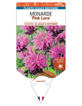 MONARDA (didyma) Pink lace