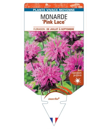 MONARDA (didyma) Pink lace