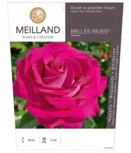 BELLES RIVES ® Meizolnil Rosier à grandes fleurs