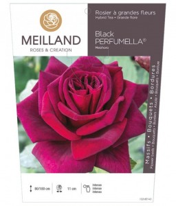 Black PERFUMELLA ® Meizhoro Rosier à grandes fleurs