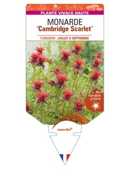 MONARDA Cambridge Scarlet