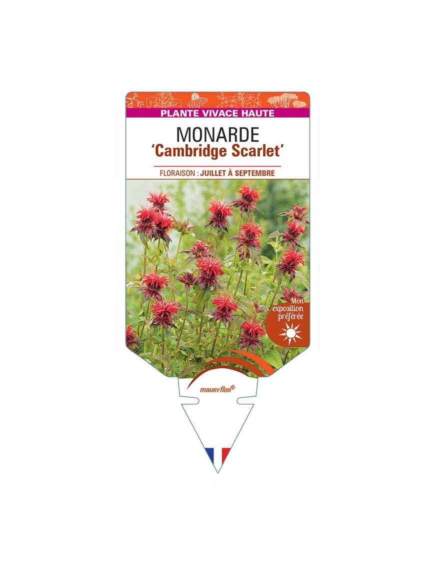 MONARDA Cambridge Scarlet