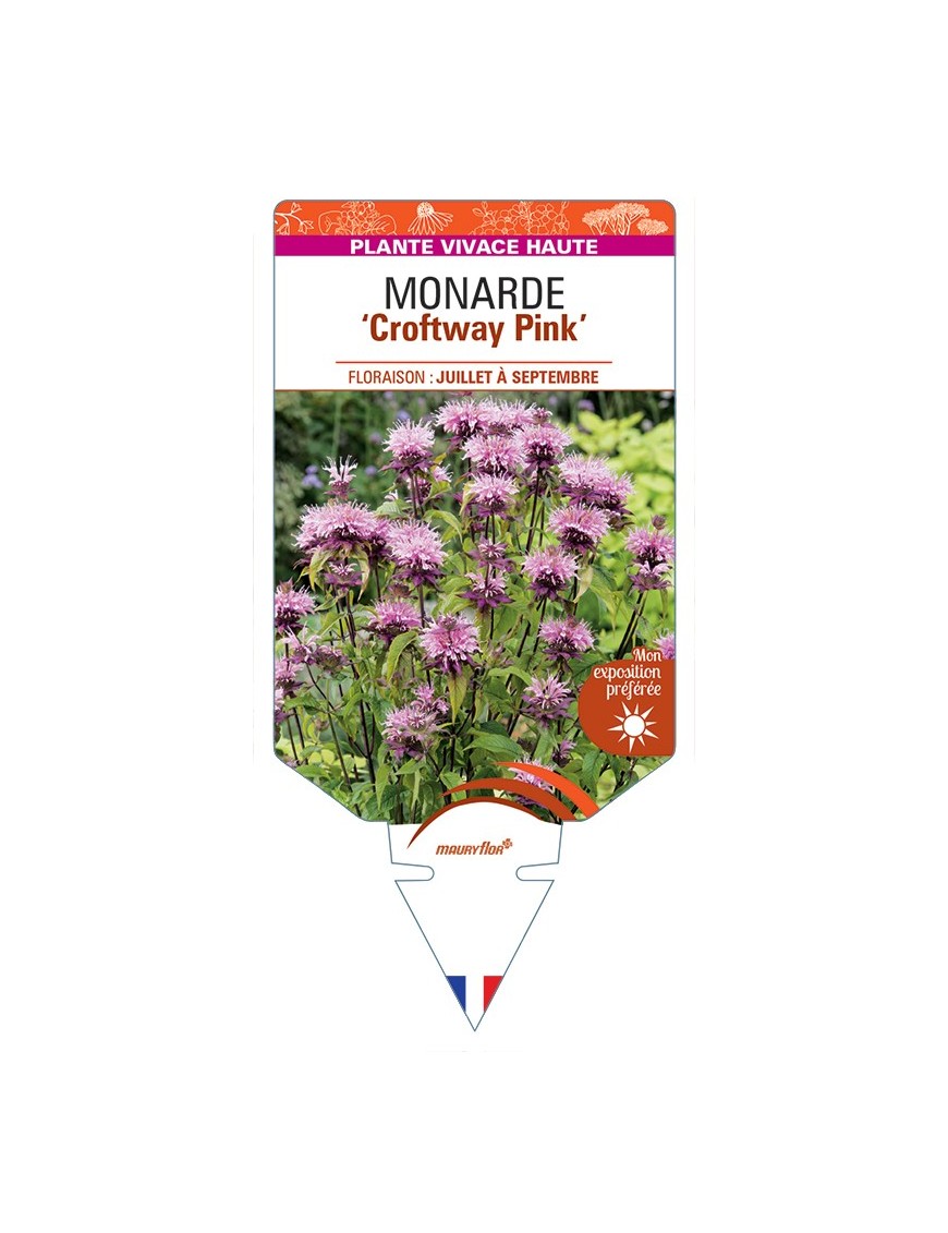 MONARDA Croftway Pink