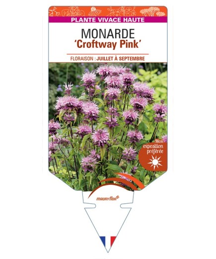 MONARDA Croftway Pink
