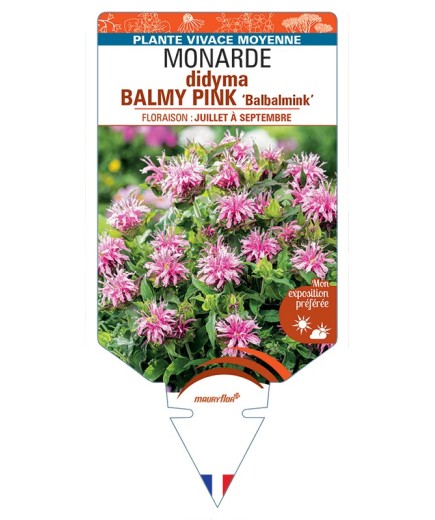 MONARDA didyma BALMY PINK Balbalmink