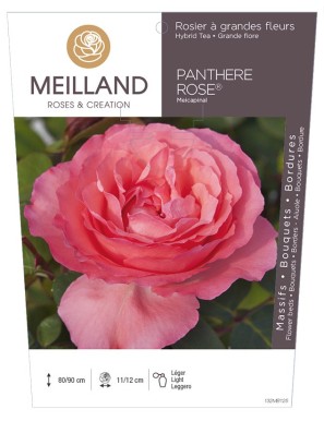 PANTHÈRE ROSE ® Meicapinal Rosier à grandes fleurs