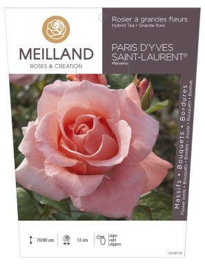 PARIS D'YVES SAINT LAURENT ® Meivamo Rosier à grandes fleurs