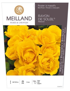 RAYON DE SOLEIL ® Meianycid Rosier à grandes fleurs