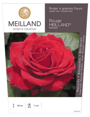 ROUGE MEILLAND ® Meimalyna Rosier à grandes fleurs