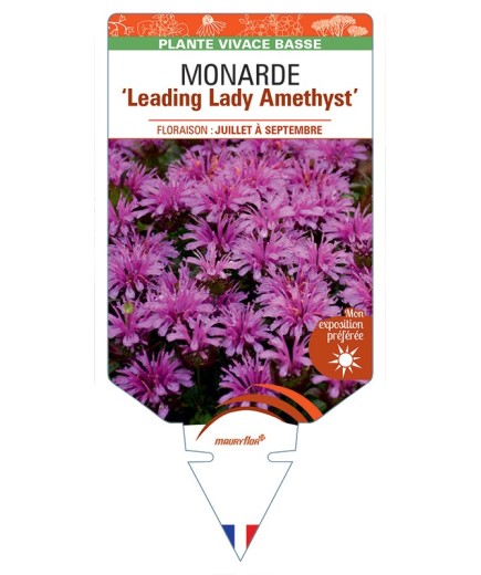 MONARDA Leading Lady Amethyst