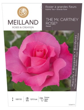 THE MC CARTNEY ROSE ® Meizeli Rosier à grandes fleurs