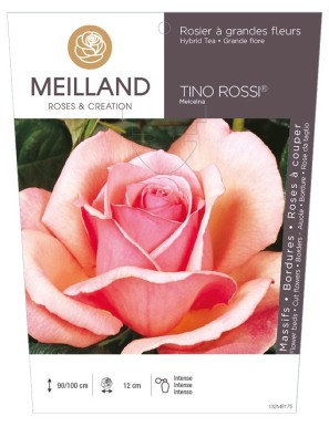 TINO ROSSI ® Meicelna * Rosier à grandes fleurs