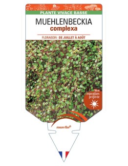 MUEHLENBECKIA complexa