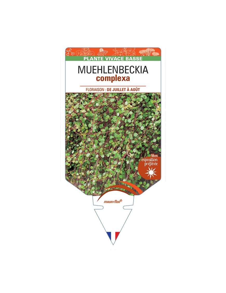 MUEHLENBECKIA complexa