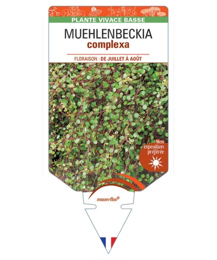 MUEHLENBECKIA complexa