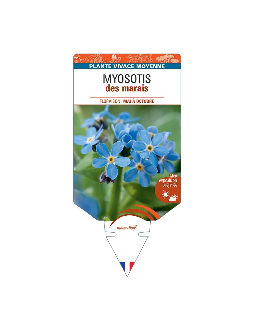 MYOSOTIS palustris voir Myosotisdes marais (bleu)