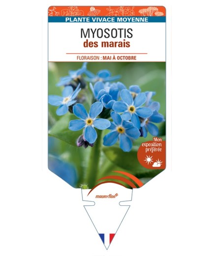 MYOSOTIS palustris voir Myosotisdes marais (bleu)