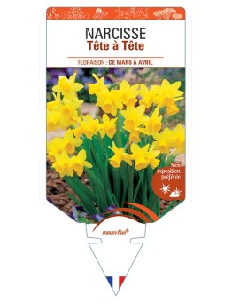 NARCISSUS (cyclamineus) Tête à Tête