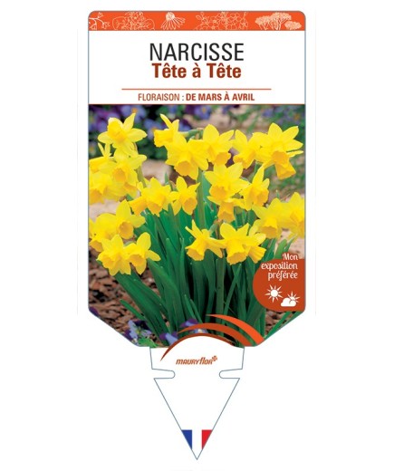 NARCISSUS (cyclamineus) Tête à Tête