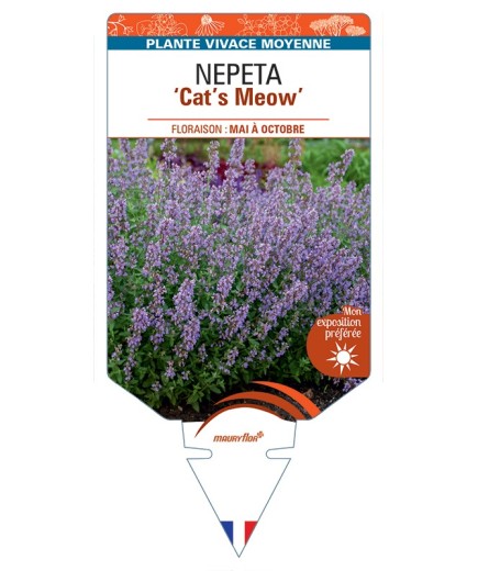 NEPETA (faassenii) Cat’s Meow