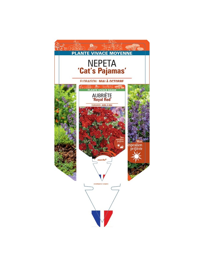 NEPETA (faassenii) Cat’s Pajamas
