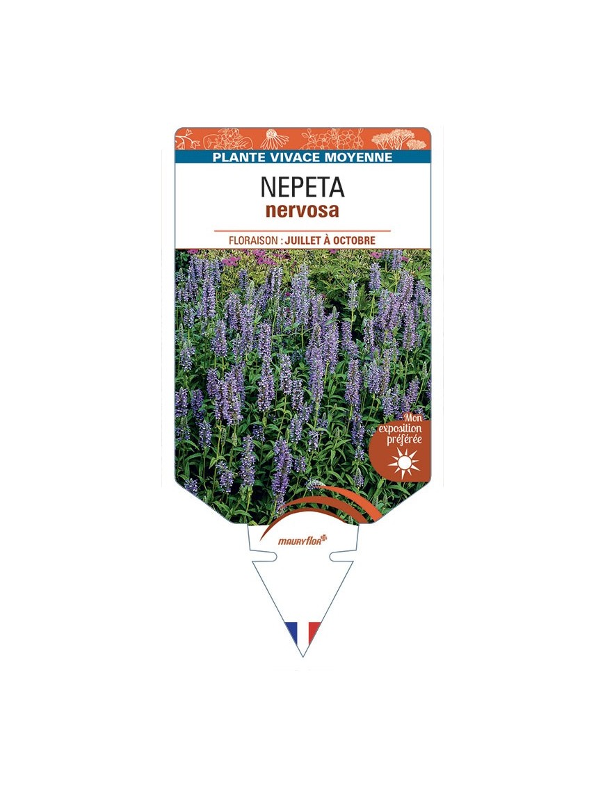 NEPETA nervosa