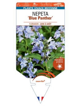 NEPETA (subsessilis) Blue Panther