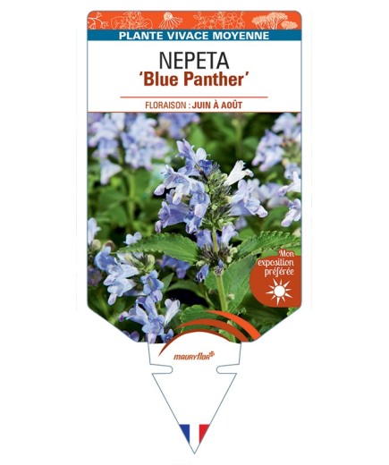 NEPETA (subsessilis) Blue Panther