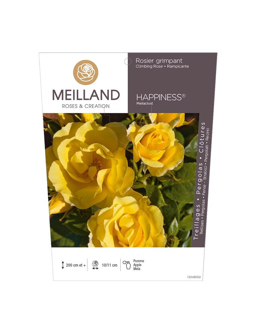 HAPPINESS ® Meilaclost Rosier grimpant