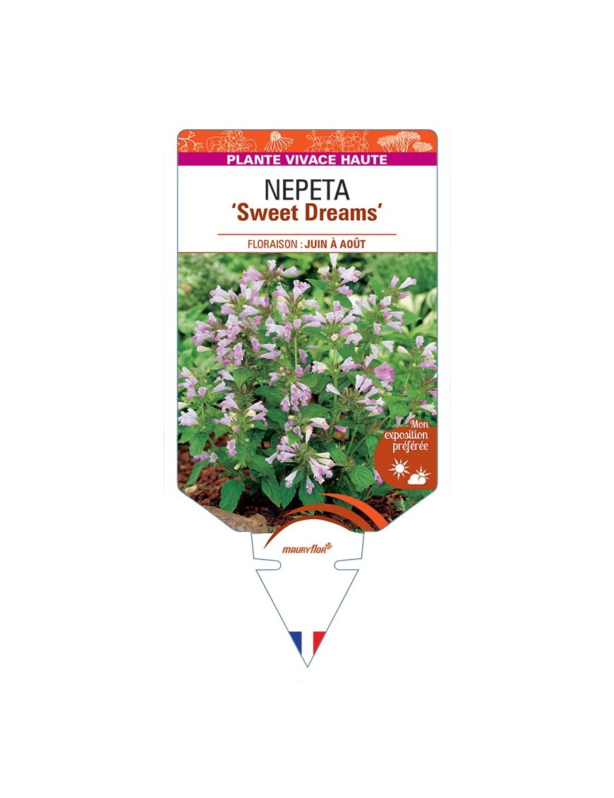 NEPETA (subsessilis) Sweet Dreams