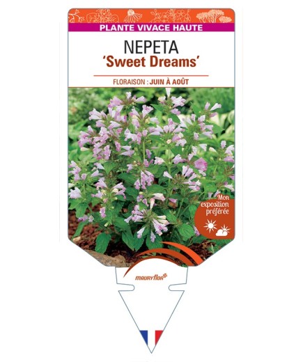 NEPETA (subsessilis) Sweet Dreams
