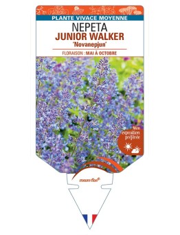 NEPETA (x faassenii) JUNIOR WALKER Novanepjun