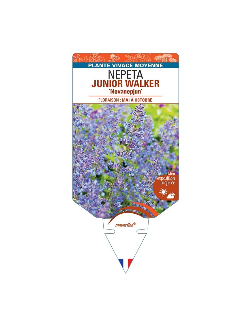 NEPETA (x faassenii) JUNIOR WALKER Novanepjun