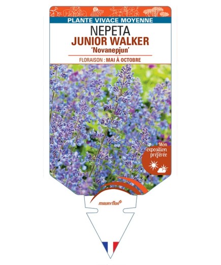 NEPETA (x faassenii) JUNIOR WALKER Novanepjun