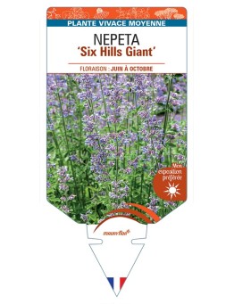 NEPETA (x faassenii) Six Hills Giant