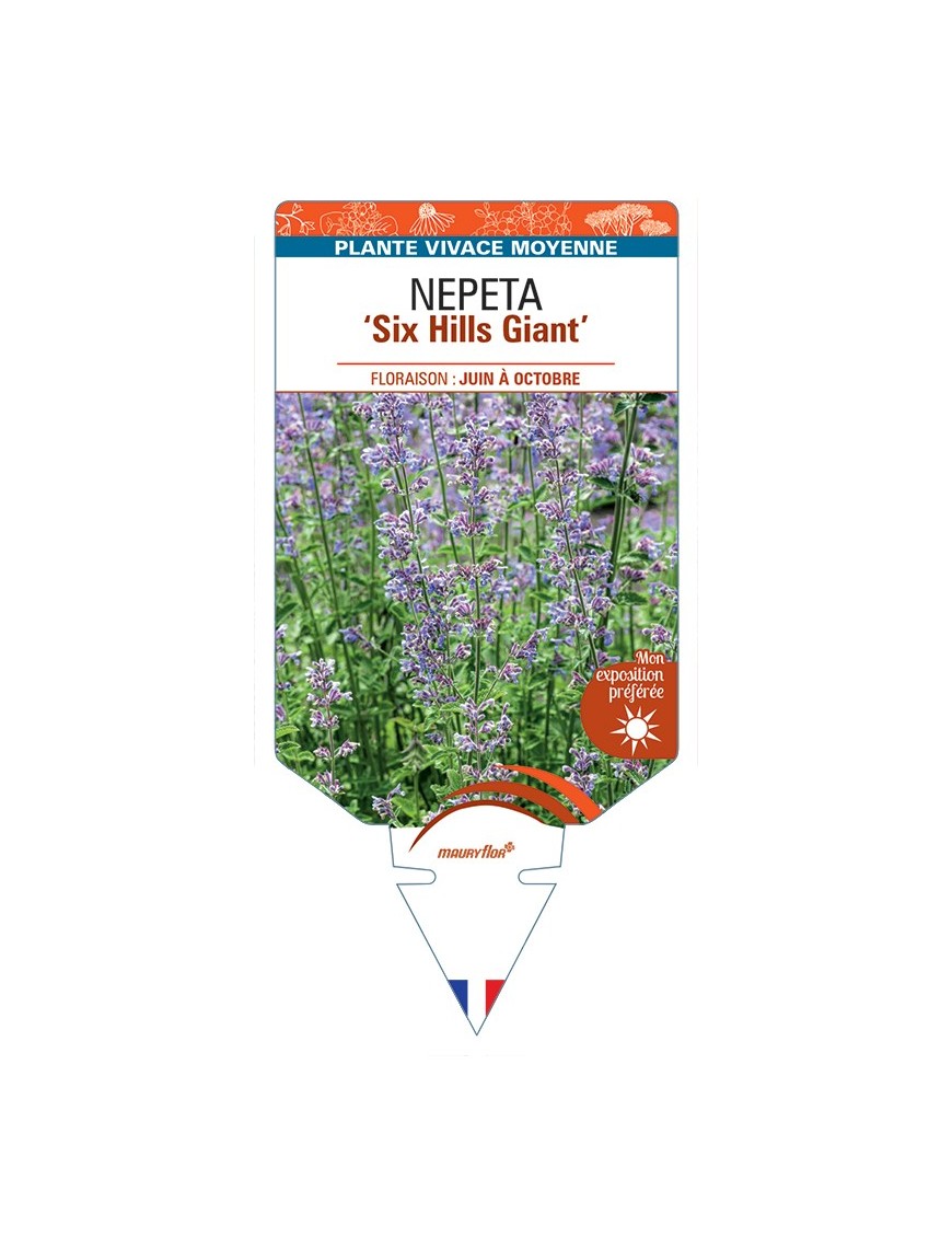 NEPETA (x faassenii) Six Hills Giant
