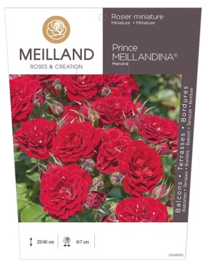 PRINCE MEILLANDINA ® Meirutal Rosier miniature