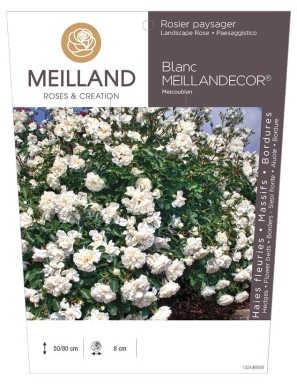 Blanc MEILLANDECOR ® Meicoublan Rosier paysager
