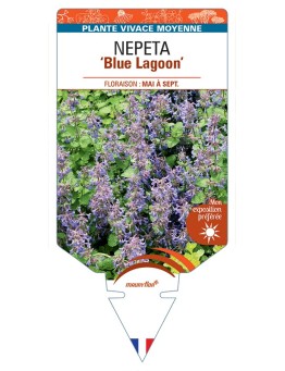 NEPETA Blue Lagoon