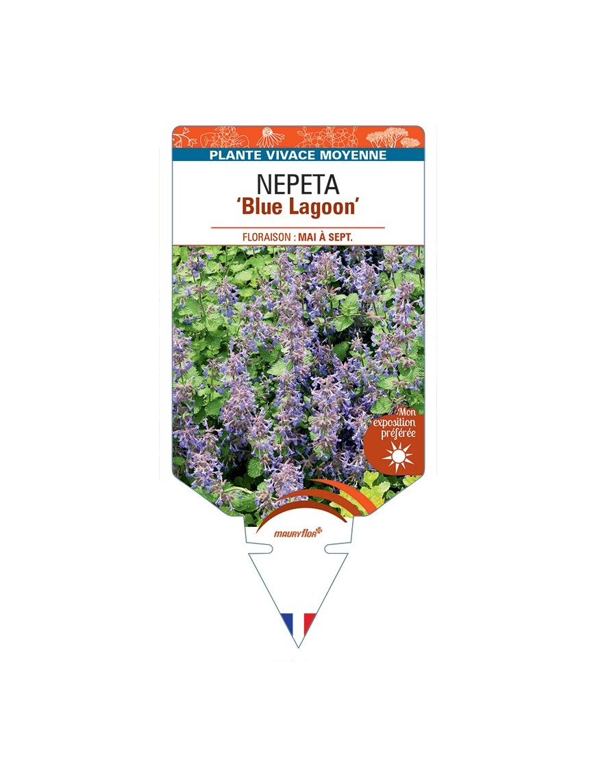 NEPETA Blue Lagoon