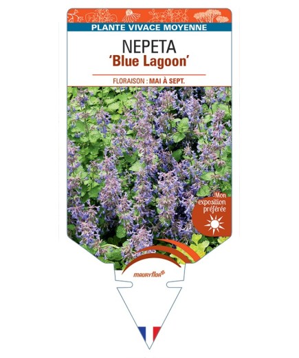 NEPETA Blue Lagoon