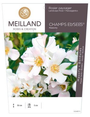 CHAMPS ELYSEE ® Meiplumty Rosier paysager