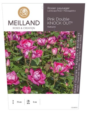 Pink DOUBLE KNOCK OUT ® Radkopink Rosier paysager