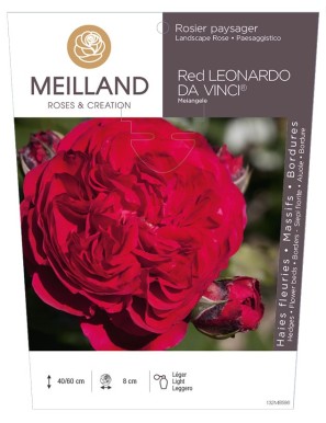 RED LEONARD DA VINCI ® Meiangele Rosier paysager