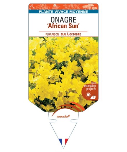 ŒNOTHERA African Sun voir Onagre